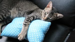 腰痛に良い抱き枕のおすすめは？口コミと評判もしっかり確認