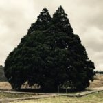 ジブリの音楽で極上のリラックスタイムと睡眠を手に入れよう