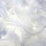 羽毛布団に広く使用されているマザーグースダウンの特徴とは?