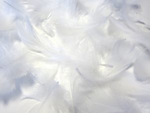 羽毛布団に広く使用されているマザーグースダウンの特徴とは?