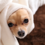 夏の夜を快適に過ごしたい人へ～快眠寝具のおすすめはこちら～