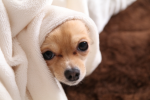 夏の夜を快適に過ごしたい人へ～快眠寝具のおすすめはこちら～