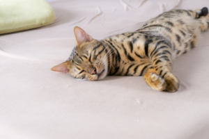 「高反発」と「低反発」の違いは腰痛?マットレスを比較してみよう