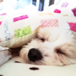 低反発枕をお探しの人へ〜ランキング上位よりおすすめモデル３選〜