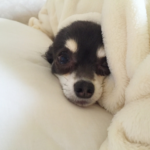 高反発枕ならこれをチェック!ランキング上位よりおすすめモデル3選