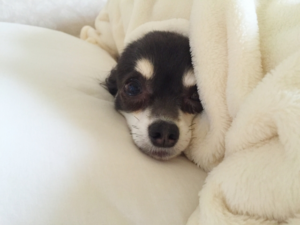 高反発枕ならこれをチェック！ランキング上位よりおすすめモデル３選