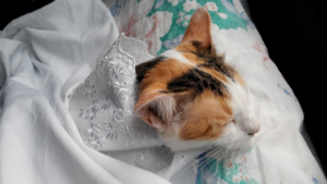 テープタイプのいびき防止グッズを選ぶ際に注意しておきたいポイント