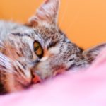 ぐっすり眠りたい時に目元を温めるのはなぜ効果的なの?その理由は?