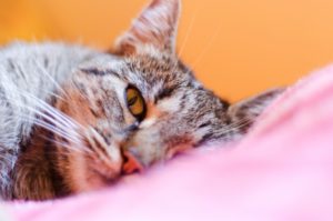 ぐっすり眠りたい時に目元を温めるのはなぜ効果的なの?その理由は?