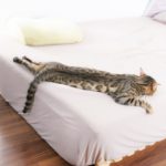 安眠・快眠をサポートするマットレスは?ランキング上位を比較・紹介