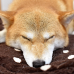 睡眠の質を高める方法は？睡眠習慣が改善すればやる気も向上する！