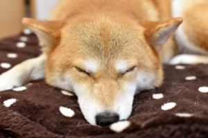 睡眠の質を高める方法は?睡眠習慣が改善すればやる気も向上する!