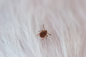 マットレスにダニが付いてしまった時の便利な対策をお教えしましょう