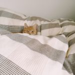 多彩な寝具を取り扱う「ニトリ」〜おすすめの掛け布団はこれだ！〜