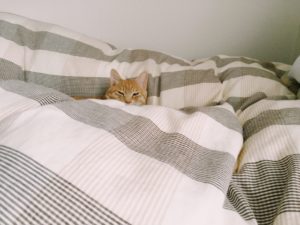 多彩な寝具を取り扱う「ニトリ」〜おすすめの掛け布団はこれだ！〜