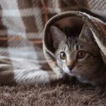 狭い部屋でこたつを使いたい!?省スペースタイプのこたつ布団を活用