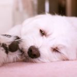 いびきを自力で治すことはできるのか?覚えておきたいポイントはこれ
