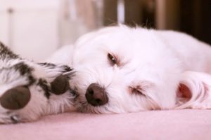 いびきを自力で治すことはできるのか？覚えておきたいポイントはこれ