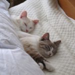 来客用レンタル布団のおすすめは?口コミではどんな評価なの?